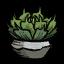 Potted Succulent.png