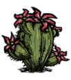 オアシスに存在するサボテンの花