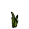 Carrot Plant Sprout.png