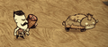 Baby Beefalo running away from Wolfgang.