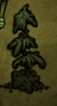 A Lumpy Evergreen Sapling in Don't Starve Together.