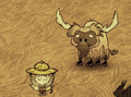 A Beefalo after being shaved.