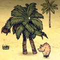 A Wildbore fighting a Palm Treeguard.