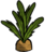 Carrot Plant.png