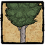 Birchnut Tree