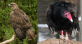 A buzzard (left) compared to a turkey vulture (right). The in-game mob more closely resembles the latter.