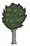 Birchnut Tree.png
