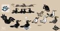 Shipwrect birds and rats concept art by Floriane Grivillers [2]