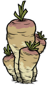 giant parsnip