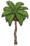 Palm Tree.png