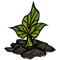 Toma Root Plant Small.png