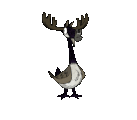 Moose laying an egg animation.