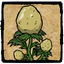 Potato Plant