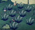 A large group of naturally spawning Berry Bushes in Shipwrecked that are already picked clean.