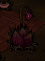 Lureplant dangling Monster Meat obtained from Hounds.