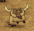 Beefalo cry while in heat.
