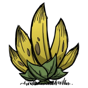 Banana Bush