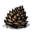 Jungle Tree Seed.png