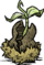 Knobbly Tree Nut.png