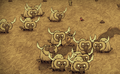 A herd of Beefalo.