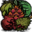 Fruits ava.png