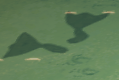 水中的松鼠鱼影子