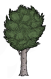 Birchnut Tree.png