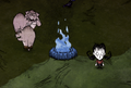 薇洛和几个友好的猪站在加满燃料的冰火坑旁边。