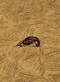 遊戲中放在地上的羽毛筆。